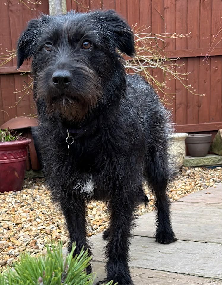 Winnie dog available for adoption