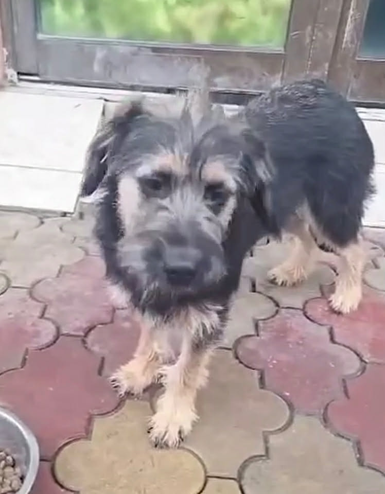 Paulie dog available for adoption