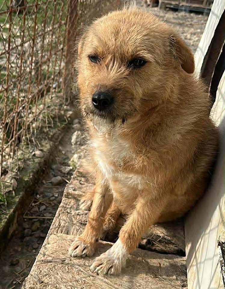 Paulie dog available for adoption