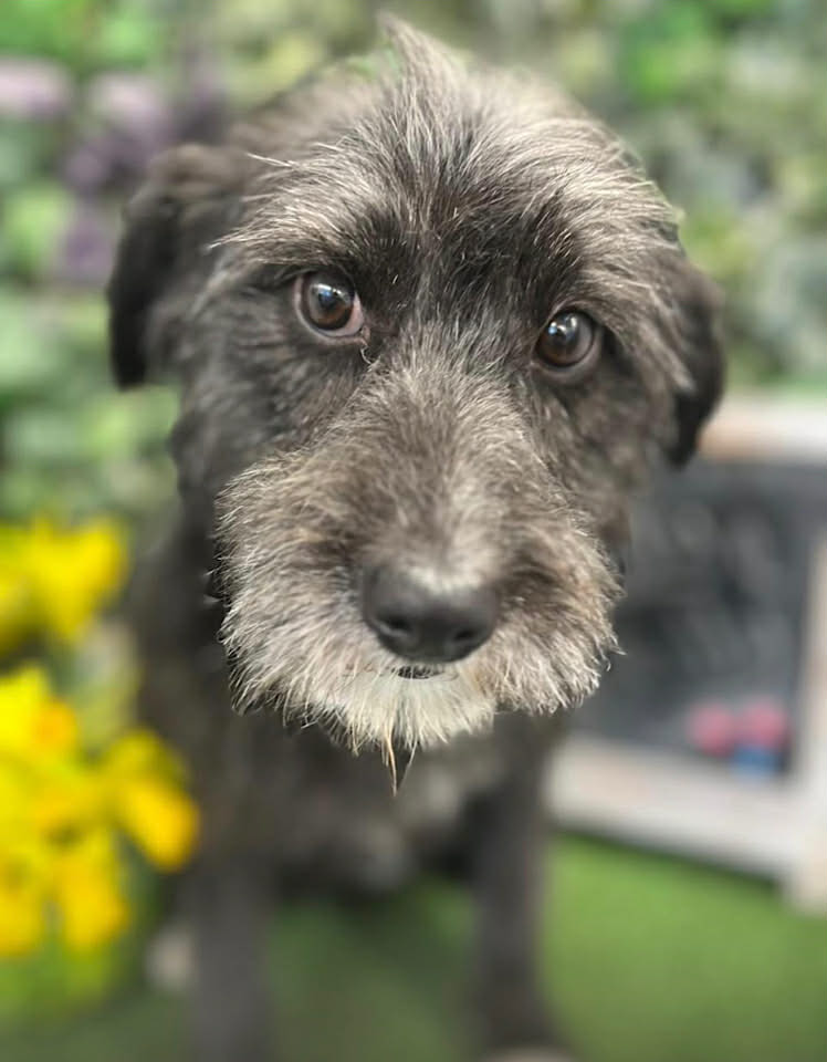 Betty a small white dog with pointy ears