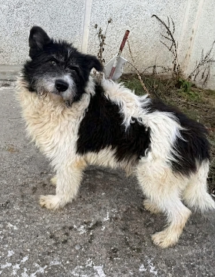 Paulie dog available for adoption