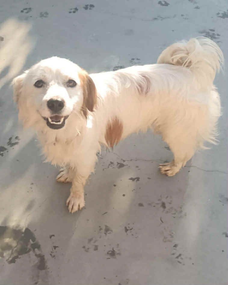 Winnie dog available for adoption
