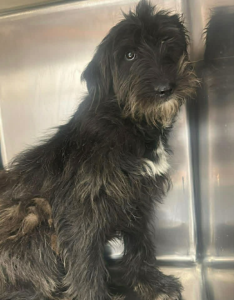 A black, medium-sized dog with a slightly shaggy coat and a white patch on its chest sits on a paved path, with snow piled along the sides and evergreen trees in the background.