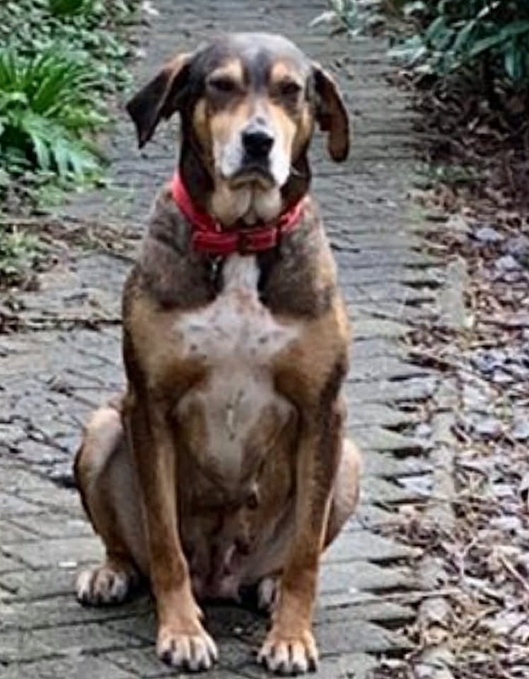 Betty a small white dog with pointy ears
