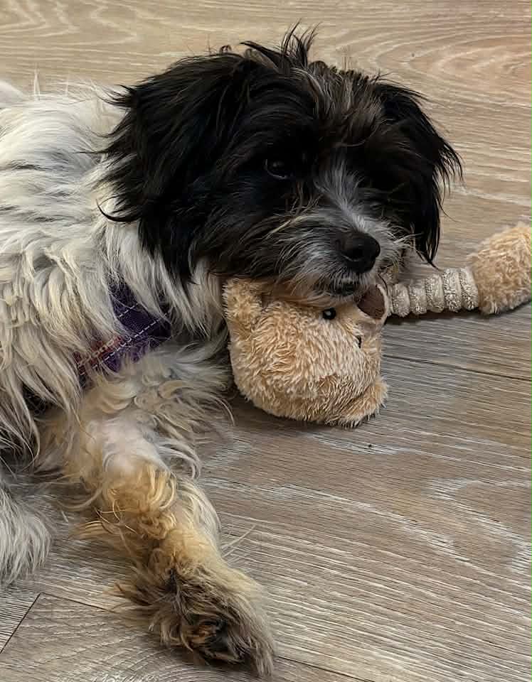 Paulie dog available for adoption