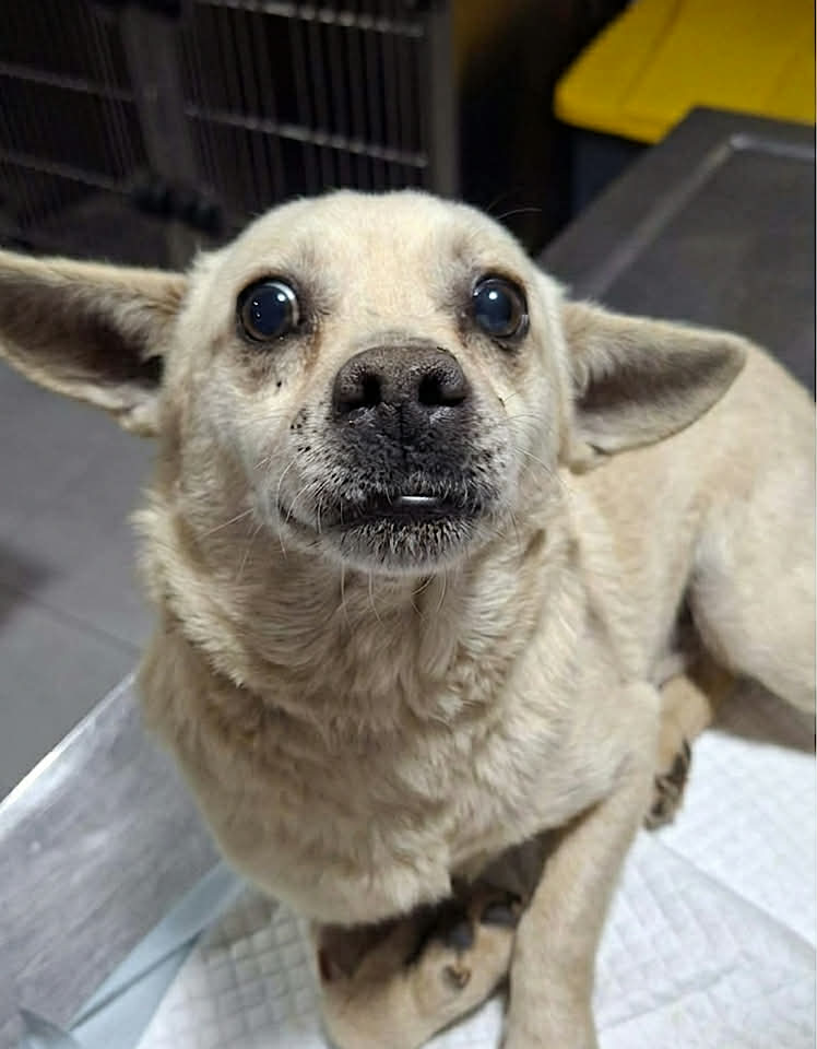 Paulie dog available for adoption