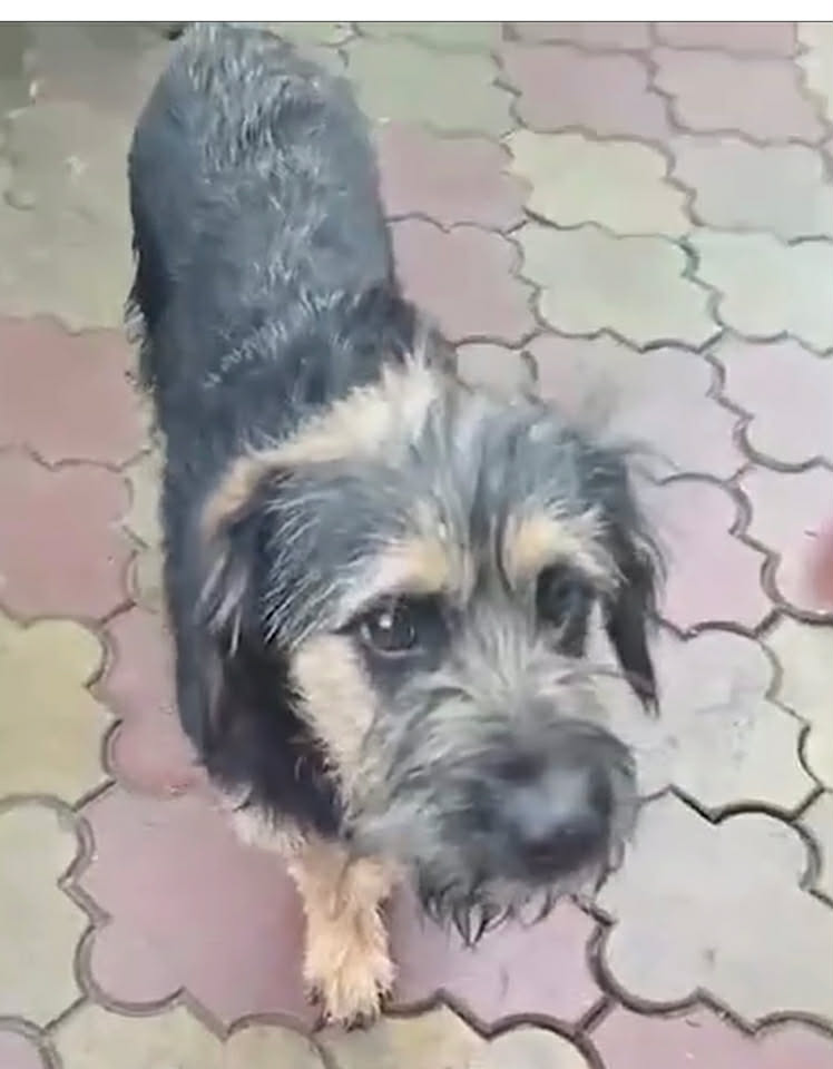 Paulie dog available for adoption