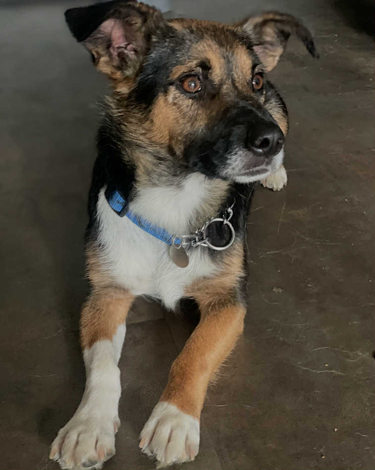 Paulie dog available for adoption