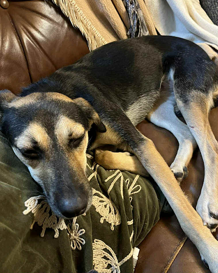 Paulie dog available for adoption