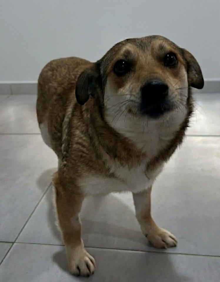 Paulie dog available for adoption