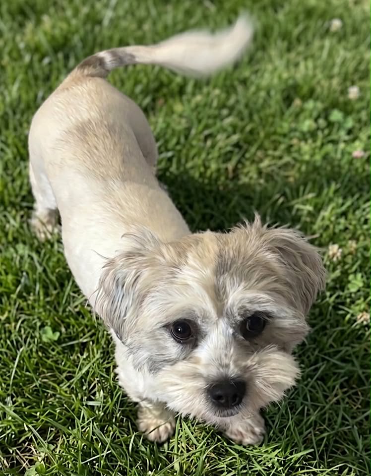 A small dog with long, shaggy white and beige fur stands on cracked concrete beside a wooden wall, looking slightly upward; green leaves and a yellow dandelion grow from the ground next to it.