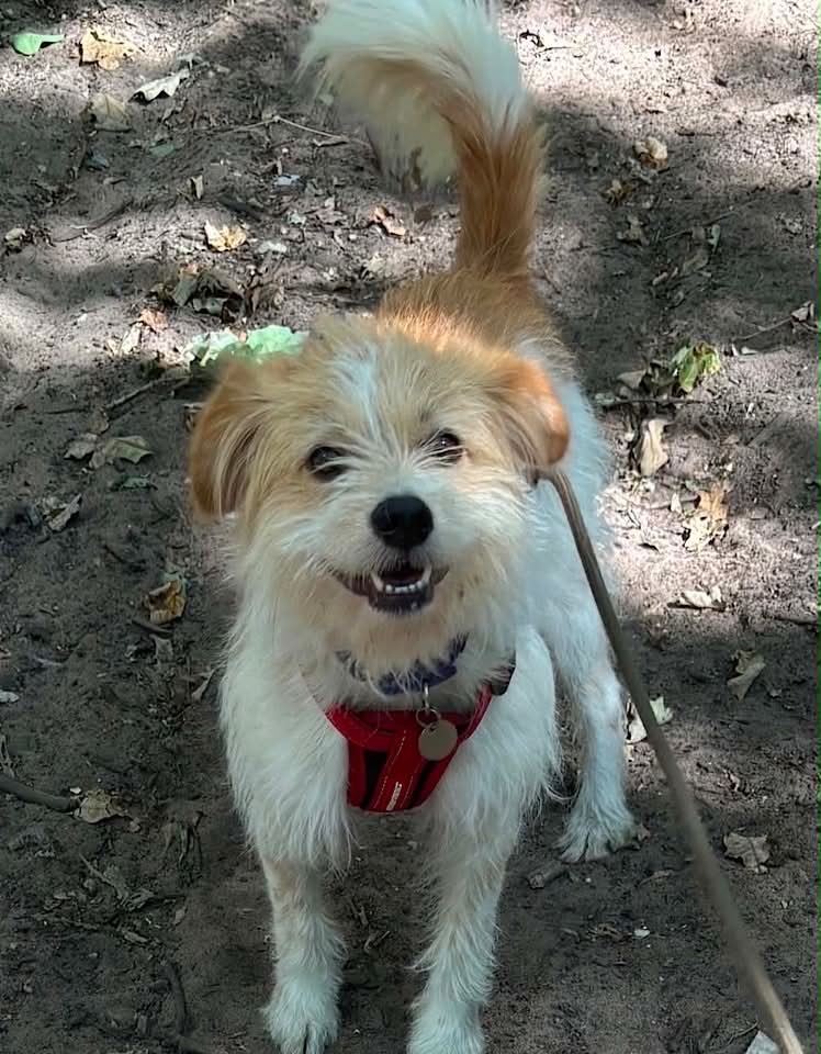 Small dog with light brown and white fur standing on a paved surface, looking up toward the camera, with a leash attached and snow piled along the edge of the path in the background.