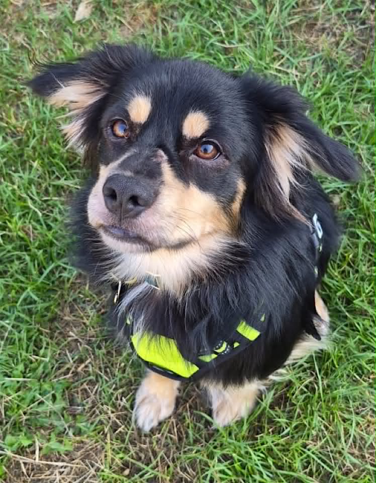 Small black-and-tan dog standing on green grass, looking towards the camera with its mouth open and tongue visible. 
