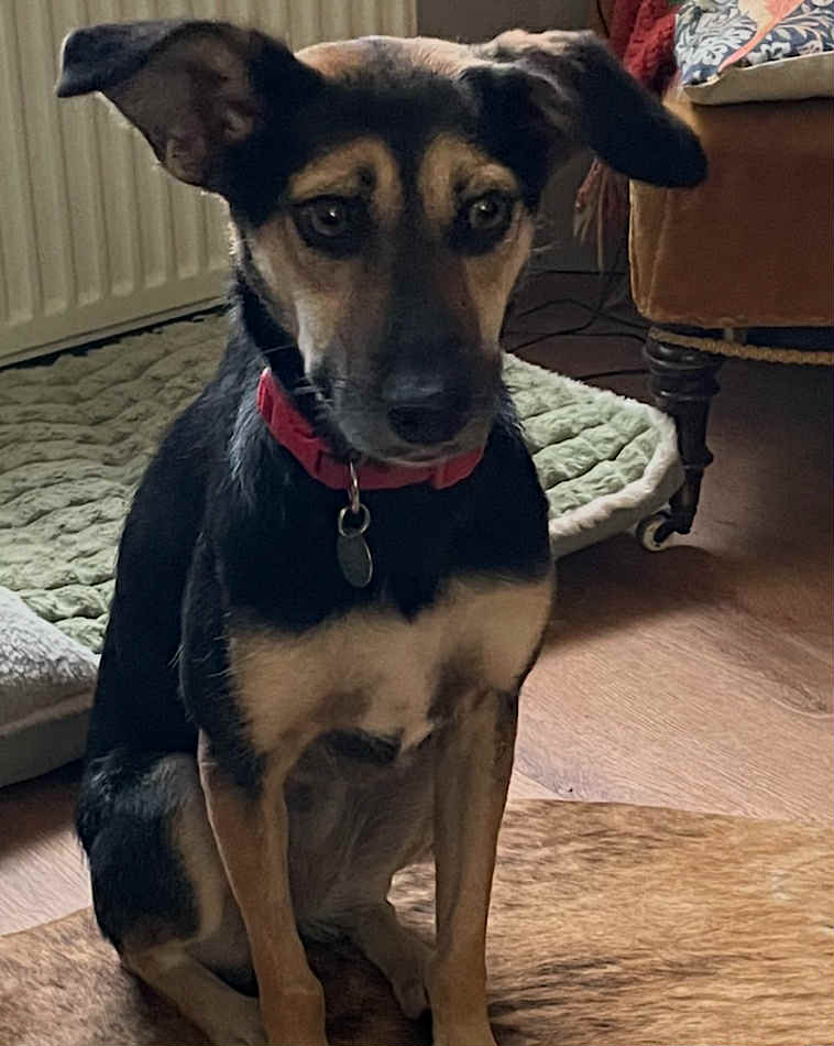 Paulie dog available for adoption