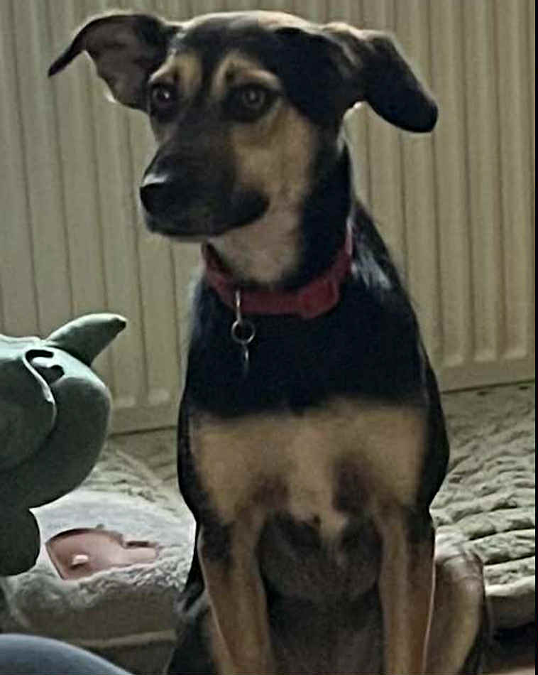 Paulie dog available for adoption