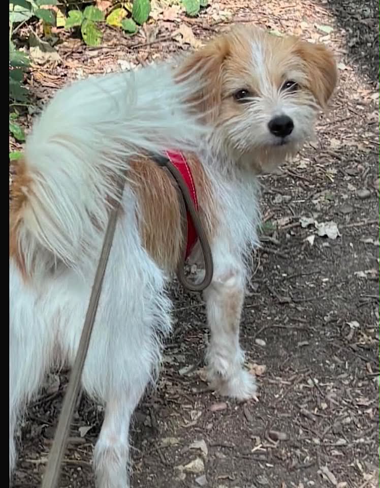 Small dog with light brown and white fur standing on a concrete surface beside a patch of snow, looking up at the camera, with one ear showing a light blue tint and a black-and-red leash attached to its collar.