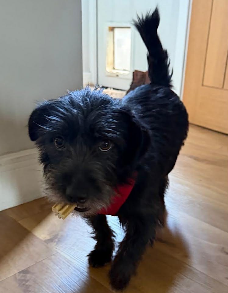 Florence, a black dog looking into the camera