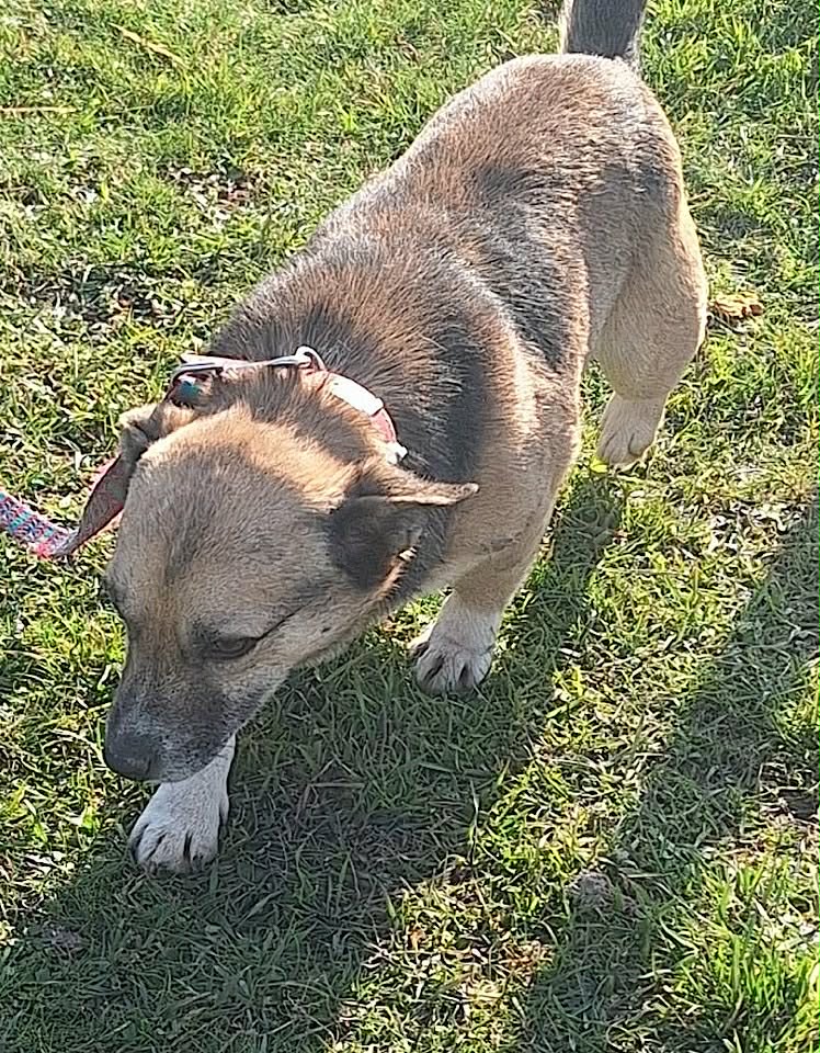 Paulie dog available for adoption