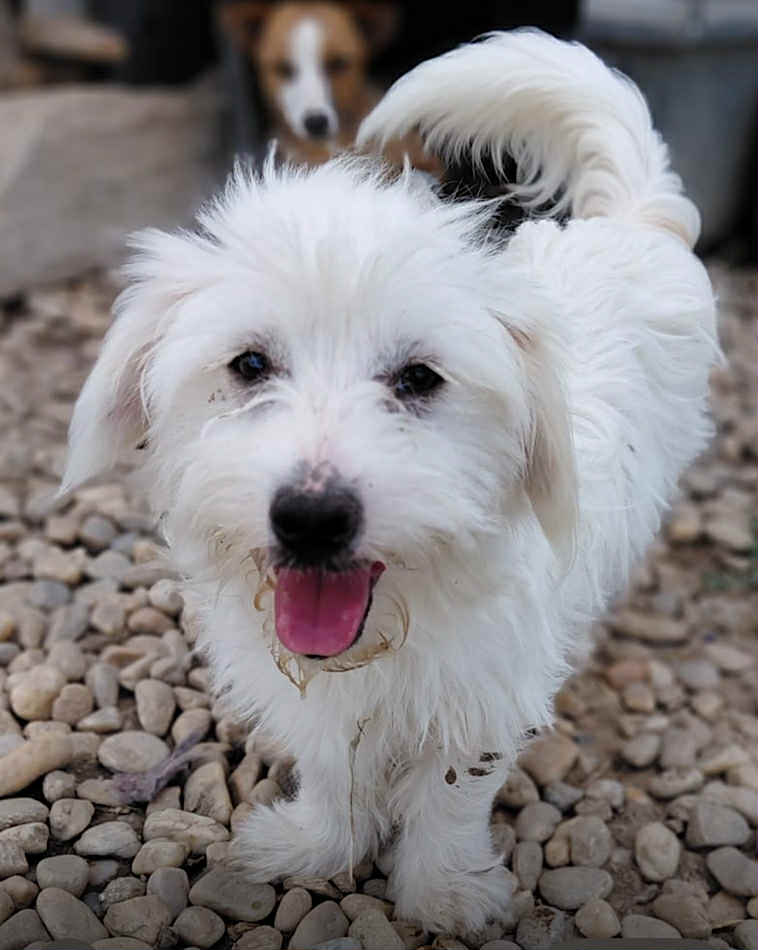 Winnie dog available for adoption