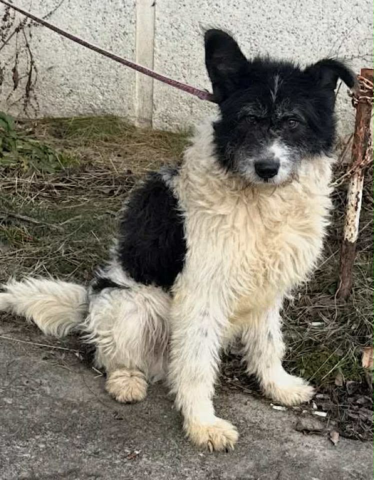 Winnie dog available for adoption