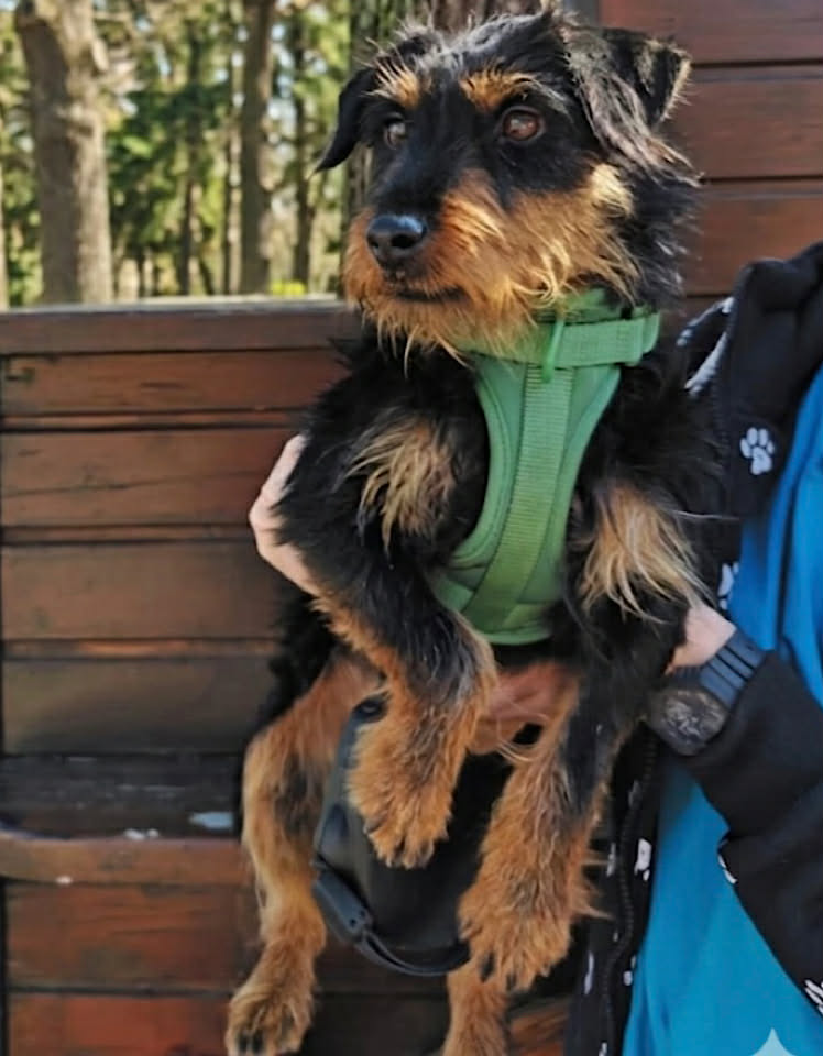 Paulie dog available for adoption