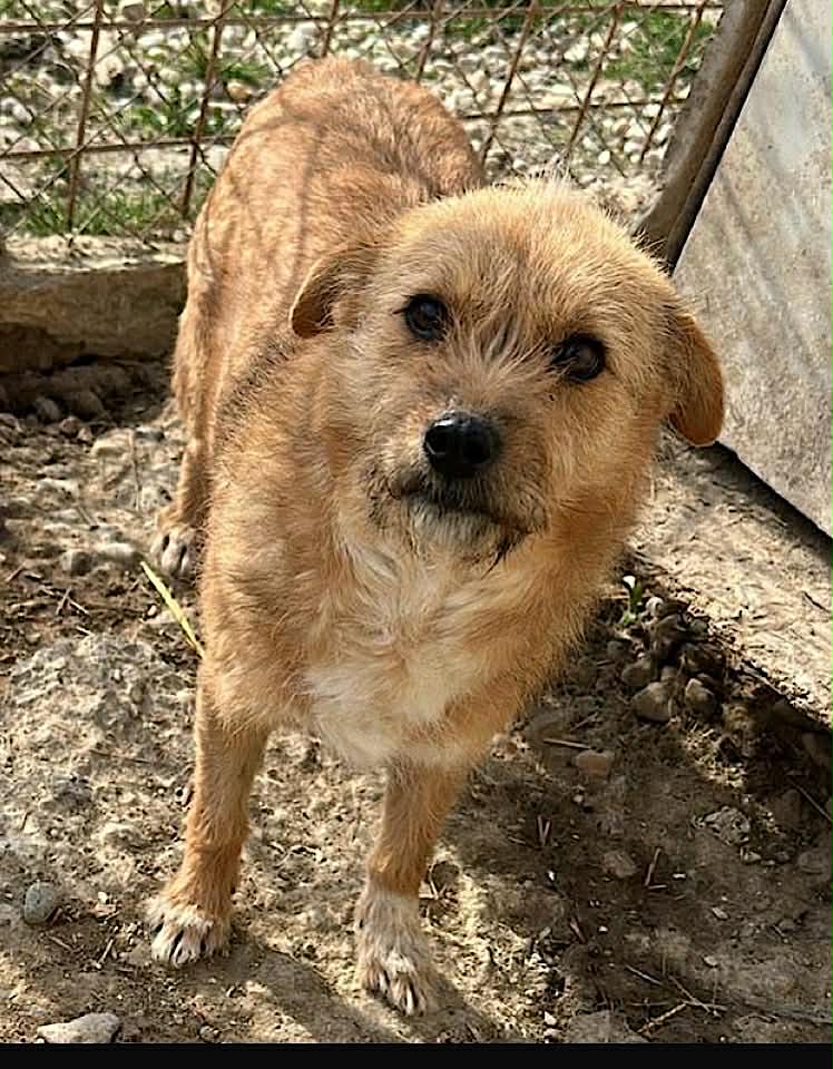 Paulie dog available for adoption