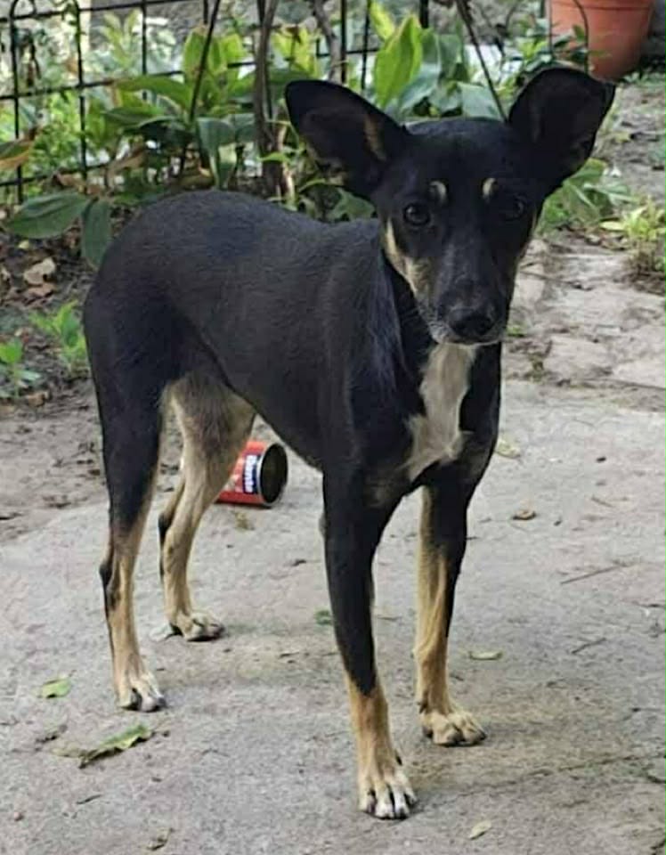 Winnie dog available for adoption