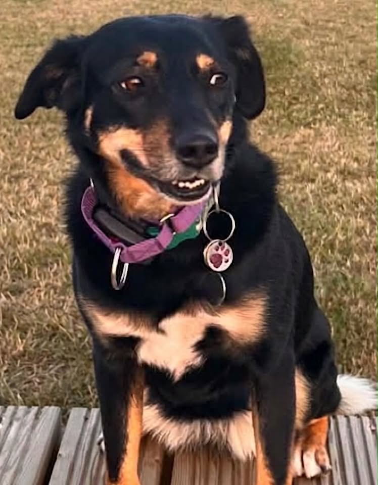 Winnie dog available for adoption