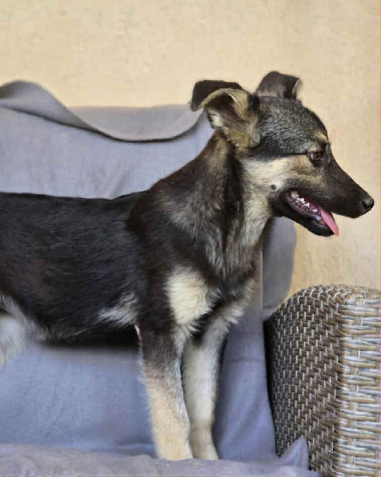 df44999f-cdec-47c0-aeb7-a6e0e81db4d4 Paulie dog available for adoption