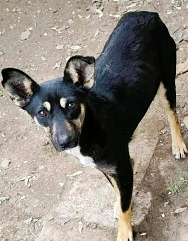 Paulie dog available for adoption