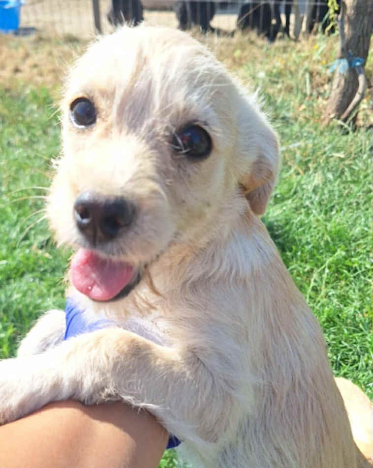 Winnie dog available for adoption