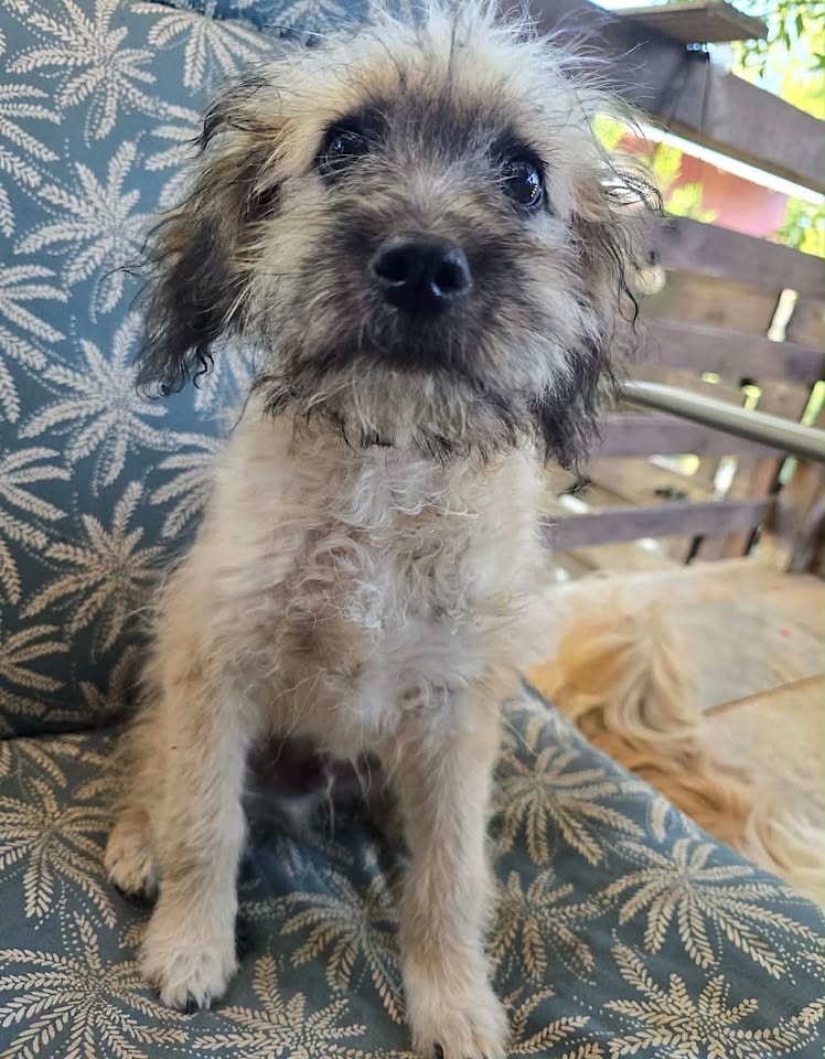 A small, fluffy brown puppy sits on a white quilted training pad against a soft purple background, looking toward the camera with dark eyes and a round, youthful face.