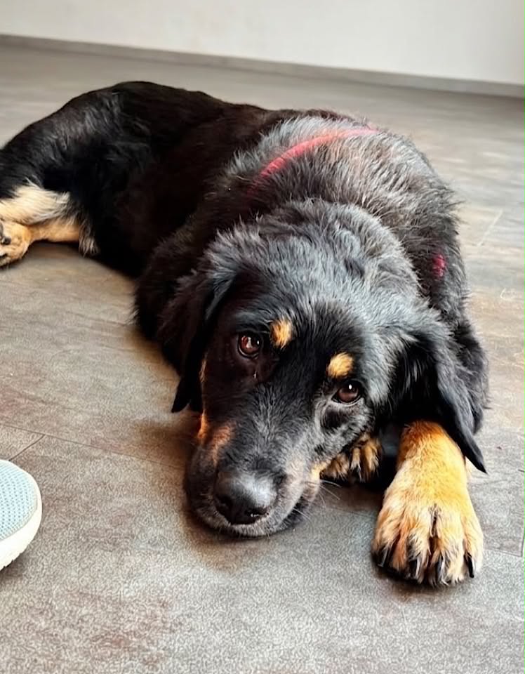 Paulie dog available for adoption