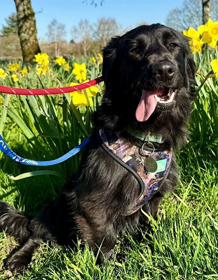 Winnie dog available for adoption