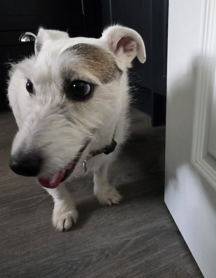 Betty a small white dog with pointy ears