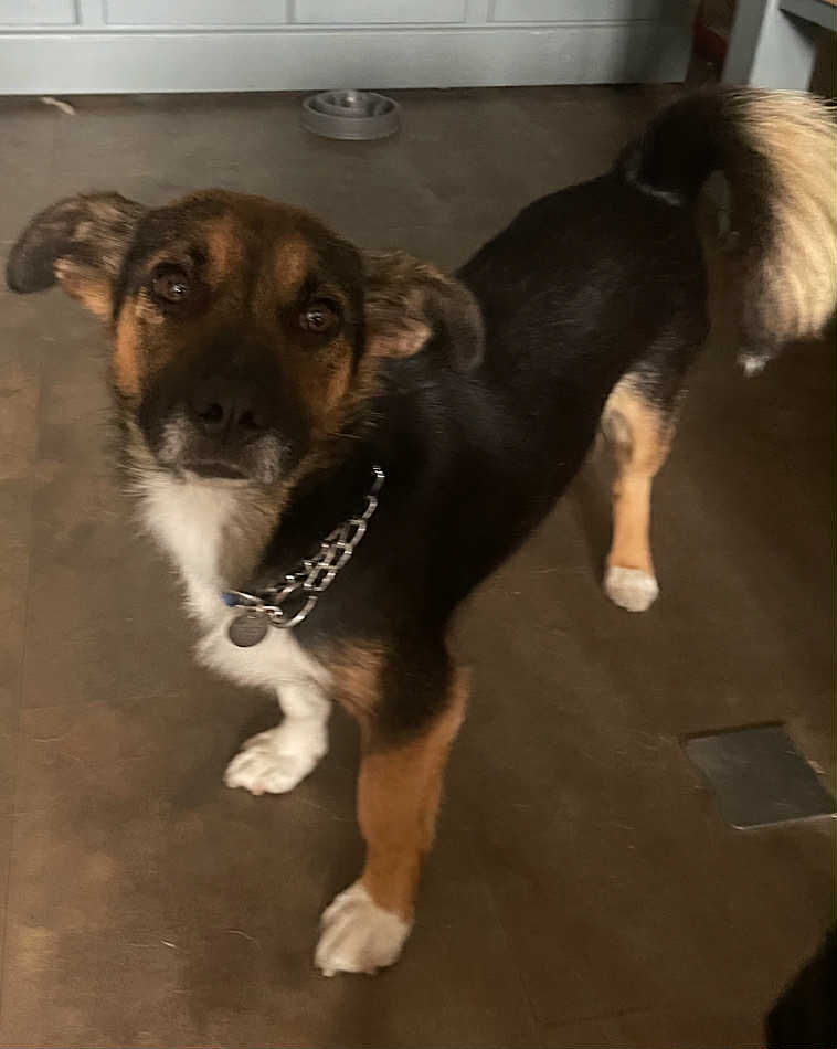 Paulie dog available for adoption