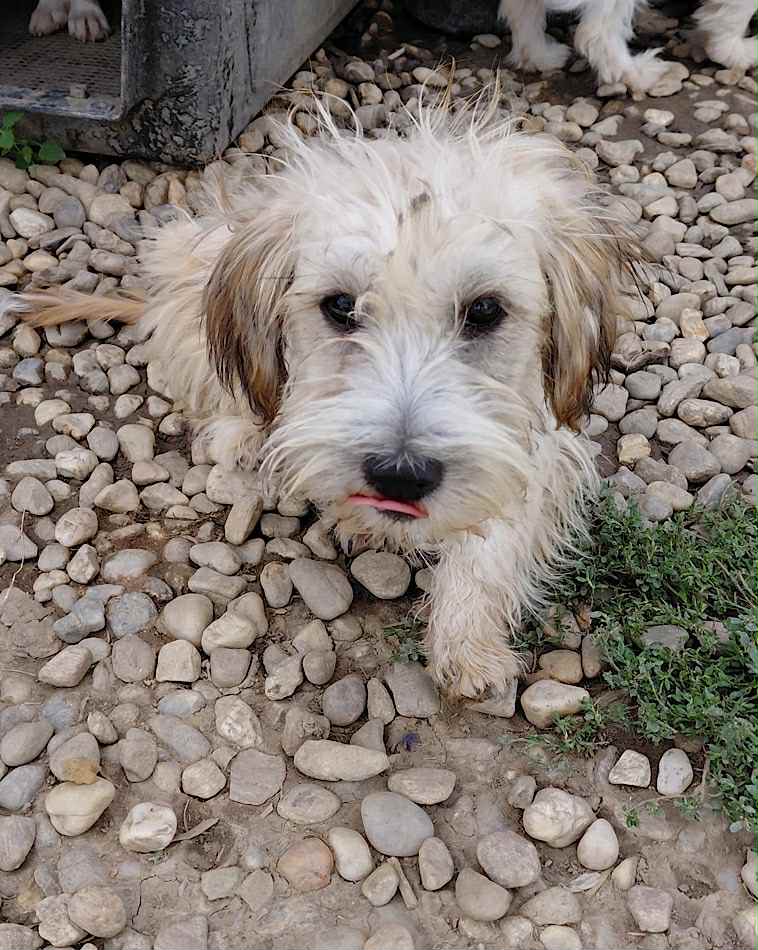 Paulie dog available for adoption