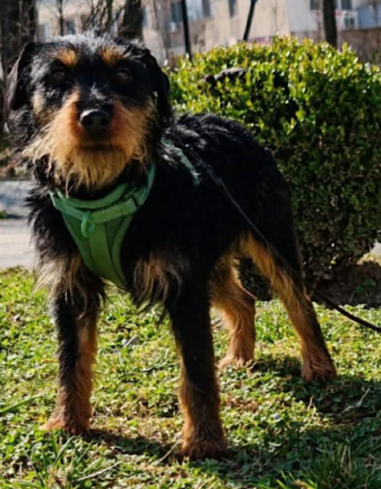 Paulie dog available for adoption