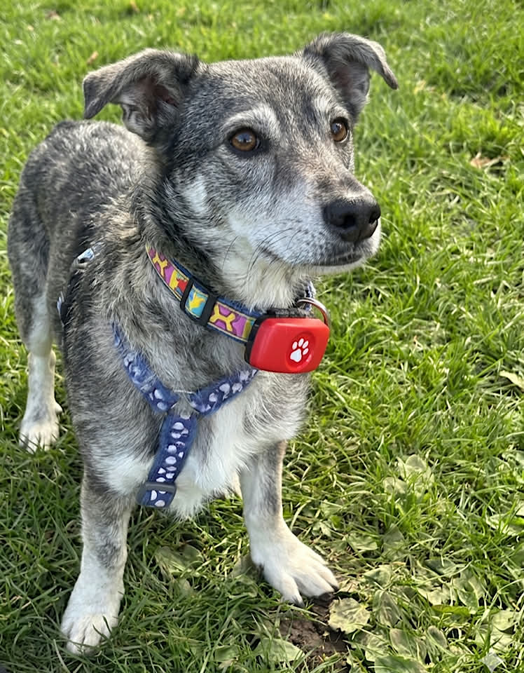 Paulie dog available for adoption