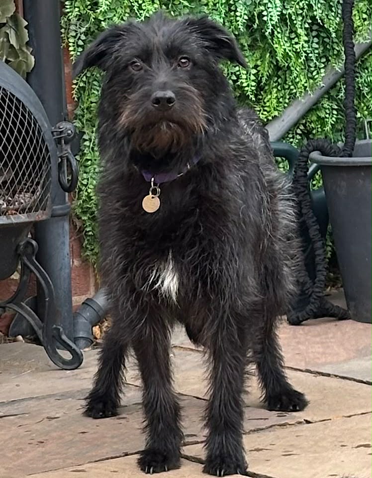 Paulie dog available for adoption