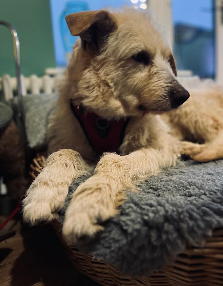 Paulie dog available for adoption