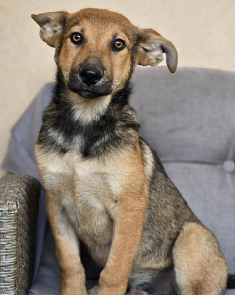Winnie dog available for adoption