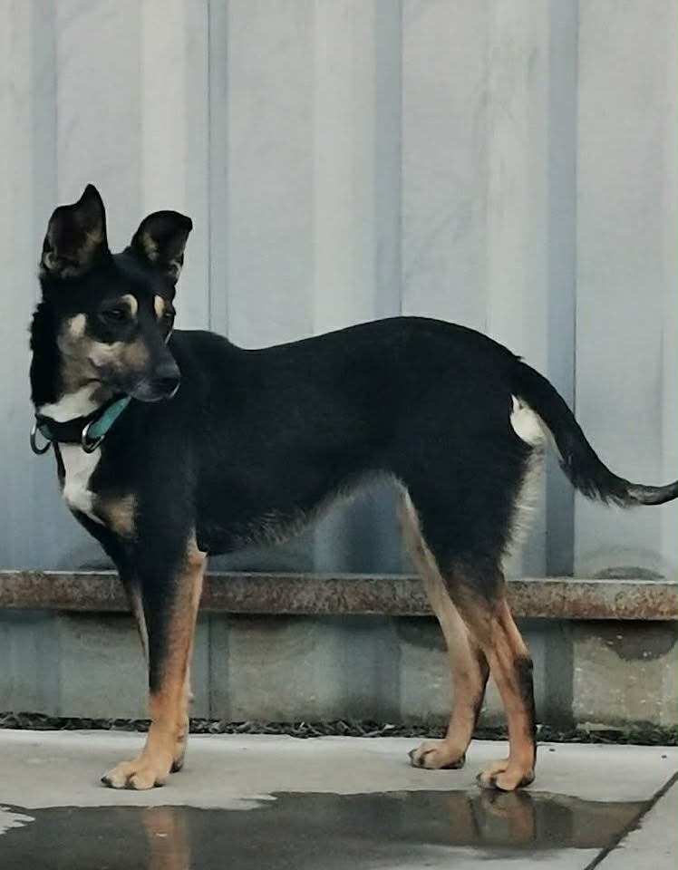 Paulie dog available for adoption