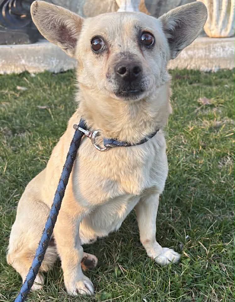 Winnie dog available for adoption