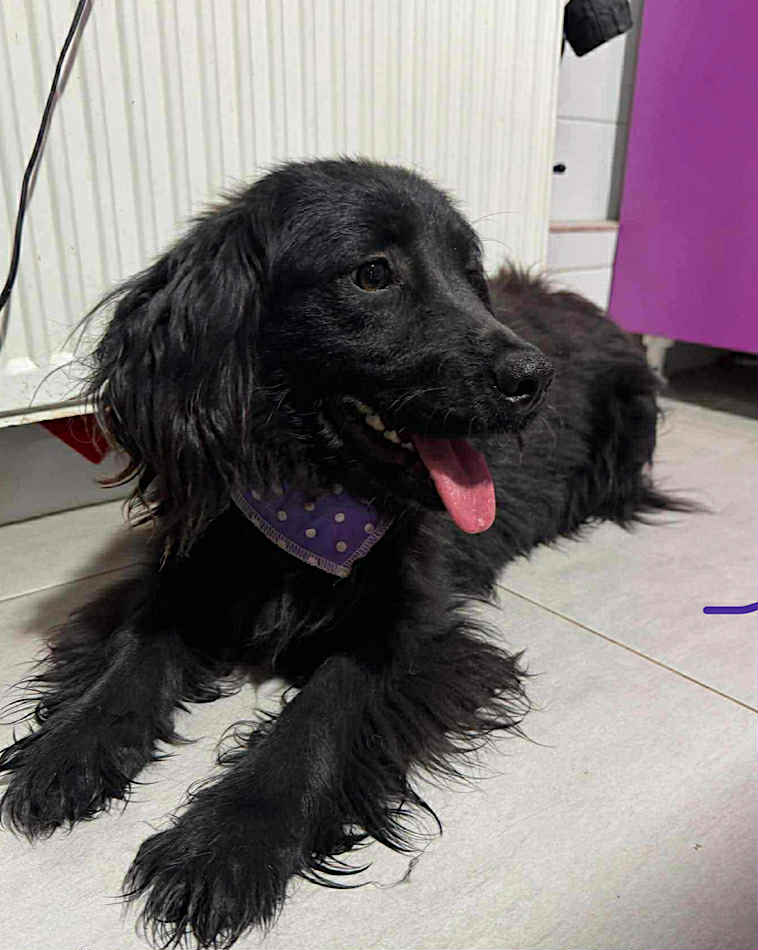 Winnie dog available for adoption