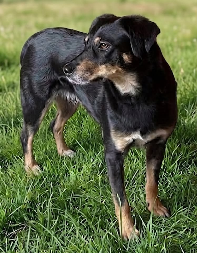 Winnie dog available for adoption