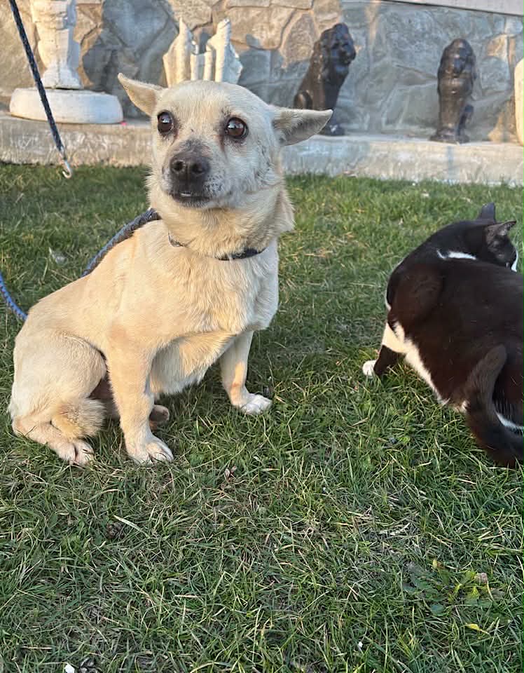 Paulie dog available for adoption