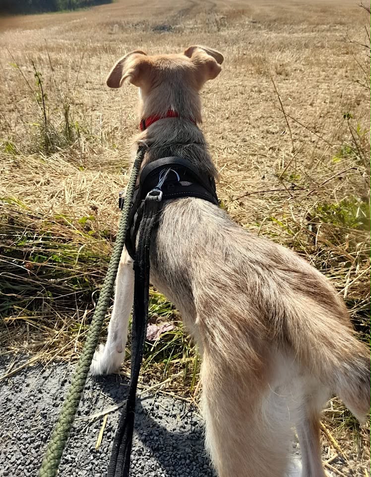 A small light‑brown and white puppy with a short, scruffy coat is held securely by a person in a green shirt. The puppy wears a pink and black harness and looks slightly off to the side, with green vegetation and part of a building or fence in the background.