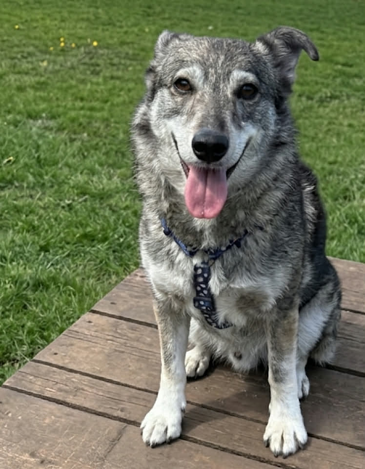 Paulie dog available for adoption