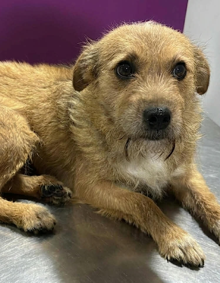 Paulie dog available for adoption